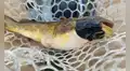 Científicos identifican en peces unas células cancerosas transmisibles que se comportan como parásitos