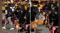 Brigada canina de la Policía que participó en la Parada Militar habría sufrido golpe de calor: usuarios grabaron el momento y pidieron ayuda