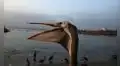 Pelícanos mueren de hambre en Chorrillos por escasez de anchoveta debido a fenómeno El Niño