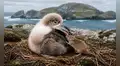 Ratones empezaron a devorar vivos a albatros en Sudáfrica: ahora científicos preparan la mayor erradicación jamás realizada