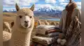Fibra de alpaca: Perú produjo más de 4.700 toneladas en 2025 y exportaciones crecieron 9,1%