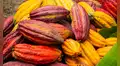 Ni México ni Perú: conoce el país de Sudamérica donde nació el cacao, según estudio