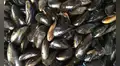 Científicos encuentran microplásticos en los mejillones y caracoles de aguas profundas del Pacífico