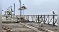 Alertan crisis marina: Pelícanos llegan a muelle de Huanchaco por falta de alimento