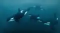 Una criatura de las profundidades del mar es capaz de ahuyentar incluso a las orcas