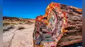 Hace más de 200 millones de años un bosque quedó enterrado: hoy sus troncos sorprenden con un increíble lienzo de colores