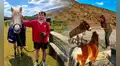 Buscan voluntarios para cuidar caballos, burros y otros animales rescatados en Nueva Zelanda: ofrecerán alojamiento gratis