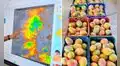 El Niño golpea Lambayeque: temperaturas de hasta 36 °C ponen en riesgo la producción de mango y palta