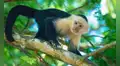 Científicos costarricenses colocaron una pantalla táctil con IA en un bosque salvaje: 16 monos la usaron para obtener plátanos de recompensa