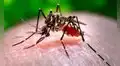 Los científicos lanzan una advertencia: el mosquito del dengue está aprendiendo a sobrevivir a uno de los insecticidas más usados