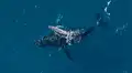 Un dron con cámara graba a una ballena jorobada dando a luz frente a la costa: “Es increiblemente raro”