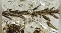 Científicos descubren en la Patagonia una planta de 150 millones de años que revela cómo eran los bosques del Jurásico