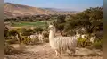 Dejó Lima para vivir en el desierto más árido de Perú: 30 años después, un rebaño de llamas creó un sorprendente ecosistema