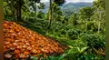 Más de 11.000 toneladas de cáscaras de naranja transformaron un ecosistema de Costa Rica: 16 años después, el terreno impactó a los científicos