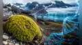 Una de las 2 únicas plantas nativas de la Antártica marca un hito en la ciencia polar: reconstruyen por primera vez todo su ADN
