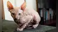 ¿Sabías que el gato 'egipcio' o 'esfinge' no viene de Egipto? Su origen está en una mutación ocurrida en América