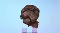 Arqueólogos turcos encontraron un pan de 8.600 años de antiguedad sorprendentemente bien conservado