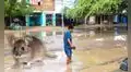 Leptospirosis en Perú alcanza cifra récord de muertes y hospitalizados en 2026: El Niño agravaría panorama