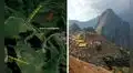 Machu Picchu sorprende con un nuevo hallazgo: descubren más de 2,5 km de posibles caminos incas cerca de la muralla de Mandor