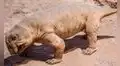 El pequeño animal de cuatro patas que sobrevivió a una de las extinciones más devastadoras de la historia gracias a una sorprendente estrategia con sus huevos