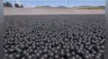 Gastaron 34 millones de dólares en 96 millones de bolas negras para proteger un depósito de agua y ahora deben retirarlas