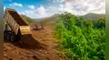 Científicos vertieron 30 camiones de pulpa de café en un terreno seco de Costa Rica: 2 años después, el paisaje era irreconocible