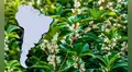 El árbol con uno de los mejores aromas del mundo se cultiva en Sudamérica: produce un ‘oro líquido’ que perfuma calles enteras