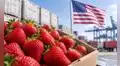Fresa peruana gana terreno en EE.UU.: exportaciones crecieron 35,5% y superaron los US$21 millones