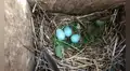 Muchas aves comenzaron a colocar plantas frescas en sus nidos: los científicos descubren que los pichones nacen más sanos