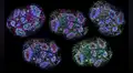 Un avance sin precedentes: científicos construyeron cerebros en miniatura que pueden percibir el paso del tiempo