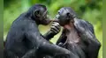 Unos investigadores descubrieron que 2 especies de primates pueden recordar a sus antiguos amigos: uno de ellos reconoció a su hermana después de 26 años de separación