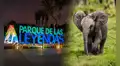 Dos gigantes llegan a Lima: Parque de las Leyendas alista nuevo hogar para dos elefantes africanos traídos desde México