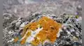 China identifica un bioindicador que podría revolucionar la búsqueda de tierras raras en todo el planeta