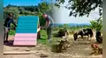 Buscan voluntarios para cuidar perros, gatos y animales de granja en Portugal: alojamiento gratis y comida por 24 horas de ayuda semanal