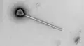 Descubren en el océano Pacífico un virus gigante con una cola 11 veces mayor que su cuerpo: podría usarla para aferrarse al plancton