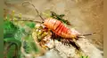 Un antiguo fósil de 324 millones de años revela que los primeros insectos que salieron del mar a tierra firme tenían 24 patas