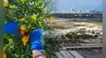 Buscan voluntarios para vivir gratis en Miami: ofrecen habitación y baño privados a cambio de cuidar bosques 20 horas por semana