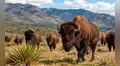 Llegaron en 2009 siendo solo 23 y ahora son 500: el experimento que regresó los bisontes a México tras desaparecer por la caza humana