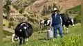 Ganaderos advierten que eventual derogatoria de norma sobre leche evaporada golpearía la producción nacional