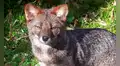 Un comerciante vendió una cabeza disecada creyendo que era de un zorro, pero resultó ser de una especie extinta hace mucho tiempo