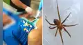 Menor fallece tras ser mordida por una araña en su vivienda: ataque le habría provocado insuficiencia renal aguda
