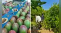 Cultivos en riesgo: Lluvias propiciadas por El Niño podrían afectar el 60% de la producción en Piura