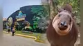 “Hasta siempre, Pancha”: Parque de las Leyendas despide a tapir rescatada que albergó durante 20 años