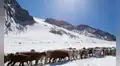 Unos estudiantes suizos descubren cómo las ovejas pueden ayudar a detener el deshielo de los glaciares