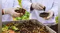 Científicos convierten residuos e insectos en fertilizante: sistema multiplica hasta 8,5 veces las cosechas y reduce químicos