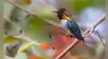 El ave más pequeña del mundo vive en la selva de América Latina: parece una abeja, mide solo 5 centímetros y pesa menos de 2 gramos