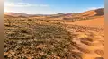 El “pegamento vivo” que China esparce sobre el desierto: microbios convierten dunas en suelo vivo y reducen más del 90% la erosión