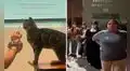 Denuncian muerte por envenenamiento de seis gatos de la Escuela de Obstetricia de San Marcos: exigen identificar a los responsables
