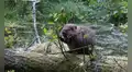 En 2025, Inglaterra liberó castores en un bosque y, en apenas un año, lograron cambiar el paisaje y transformarlo en un humedal rico en vida silvestre