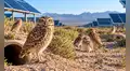 Trasladaron 19 búhos a una planta solar de EE.UU.: un año después, un inesperado renacer en el desierto sorprendió a sus cuidadores